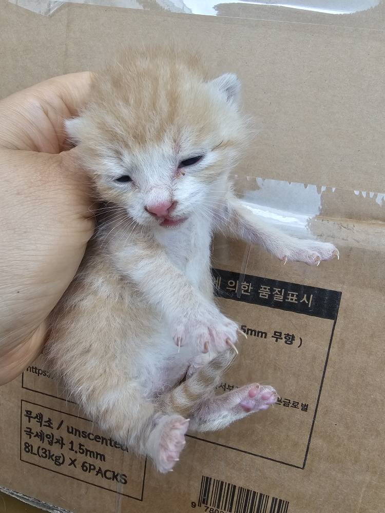 보호중 한국 고양이…